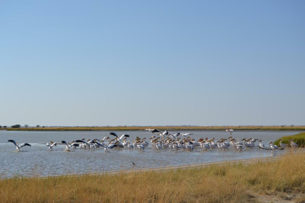 Lesoma Chobe Sunset Chalets מראה חיצוני תמונה